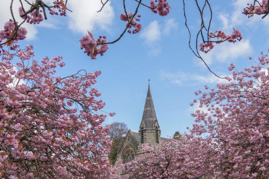 Cherry blossom in Dollar