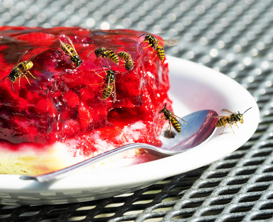 Steht im Freien Kuchen auf dem Tisch, sind Wespen meist schnell zur Stelle. (Bild: Getty Images)