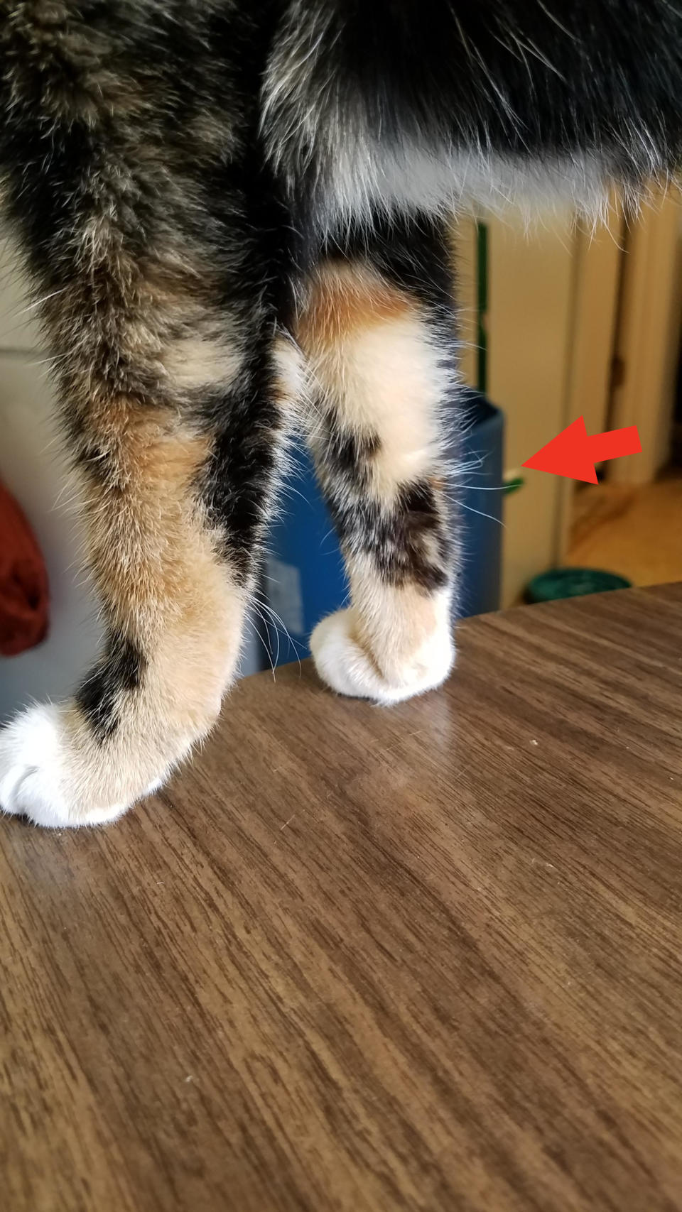 Longer hairs at the back of a cat's leg