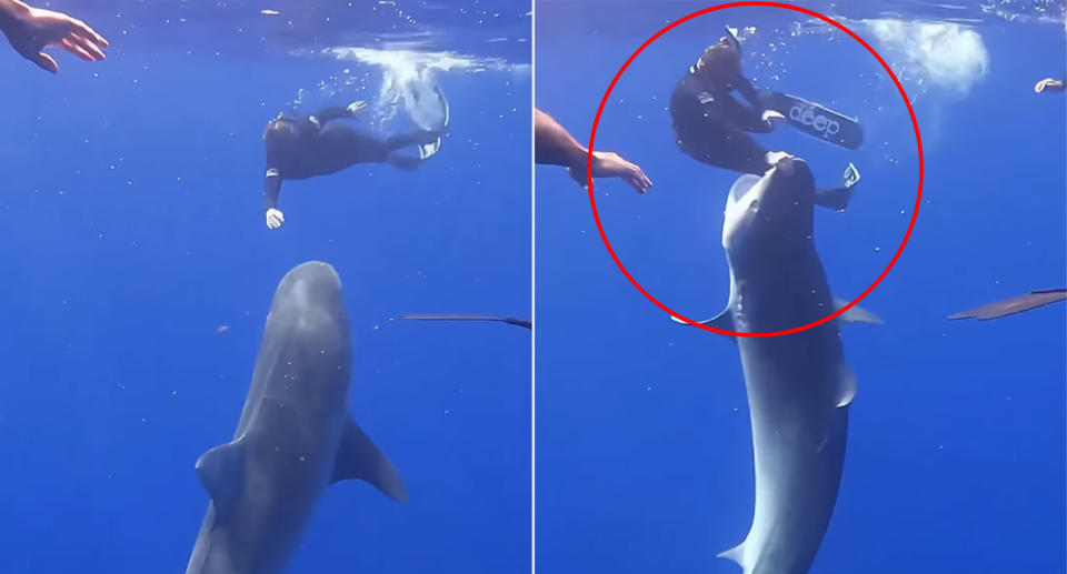 The shark comes at the diver with incredible speed but she's able to push it away