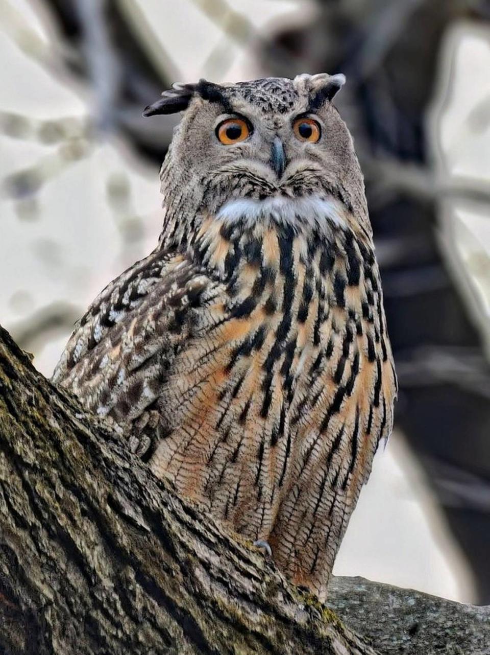 Flaco the Eurasian Eagle-Owl, hatched in North Carolina 13 years ago, shown in Central Park’s North End in March, resting in the Loch near Huddlestone Arch. The owl escaped its enclosure in the Central Park Zoo in February and has taken to spying on New Yorkers. Manhattan Bird Alert/@BirdCentralPark