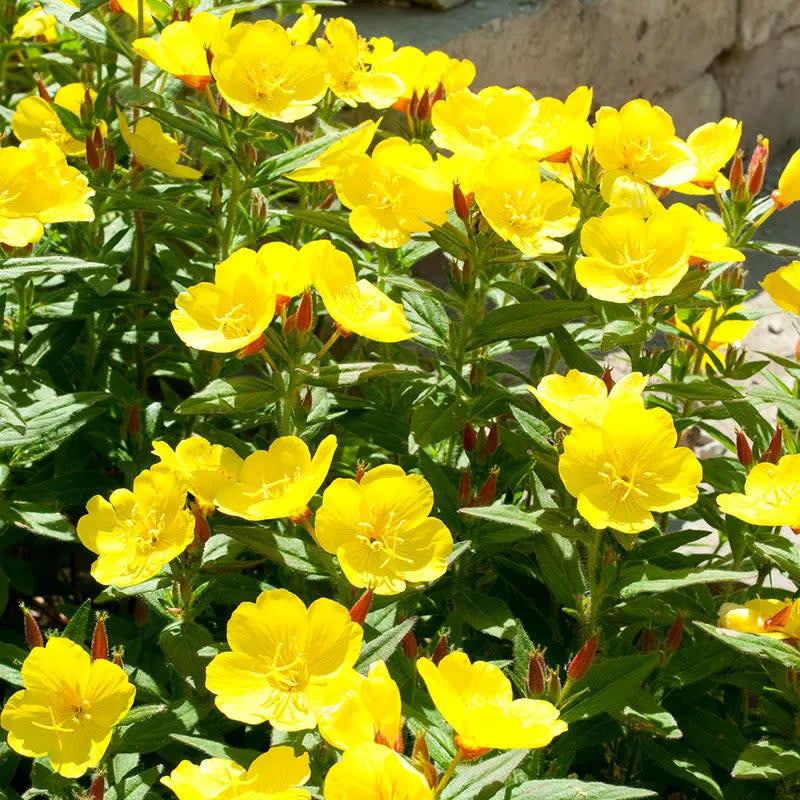 <p><a href="https://www.tnnursery.net/products/evening-primrose?variant=44910331691306" rel="nofollow noopener" target="_blank" data-ylk="slk:Shop Now;elm:context_link;itc:0;sec:content-canvas" class="link ">Shop Now</a></p><p>Evening Primrose</p><p>$5.99</p><p>tnnursery.net</p><span class="copyright">TN Nursery</span>