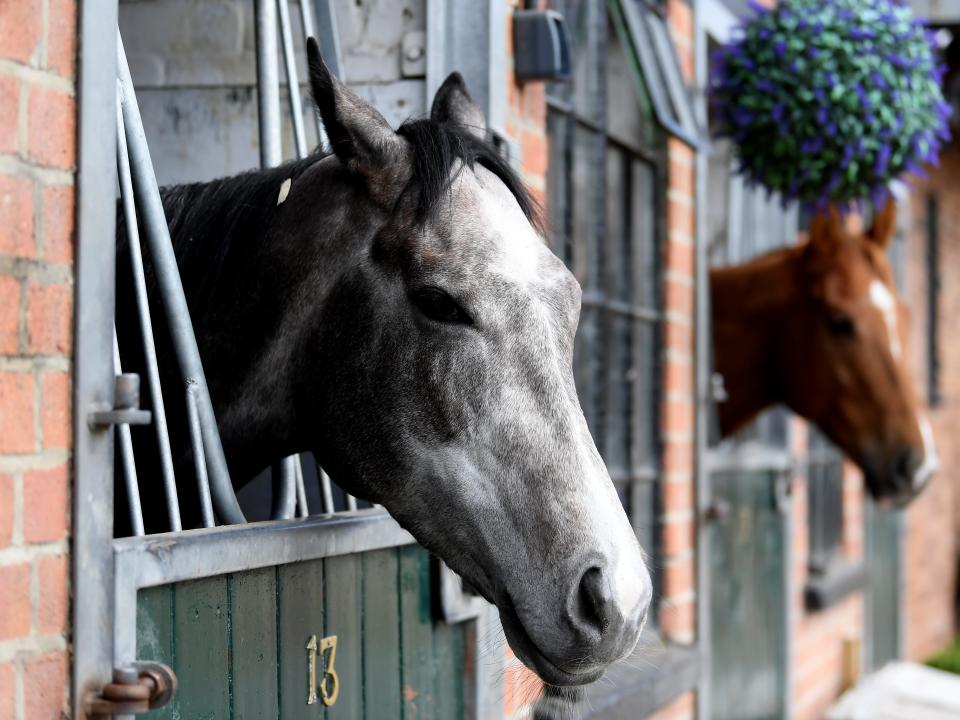 Horse Stable HUNGERFORD, ENGLAND - APRIL 10: Racehorse Silver Quartz looks on during a visit to the Upper Lambourne stables of Archie Watson on April 10. 2019 near Hungerford, England.