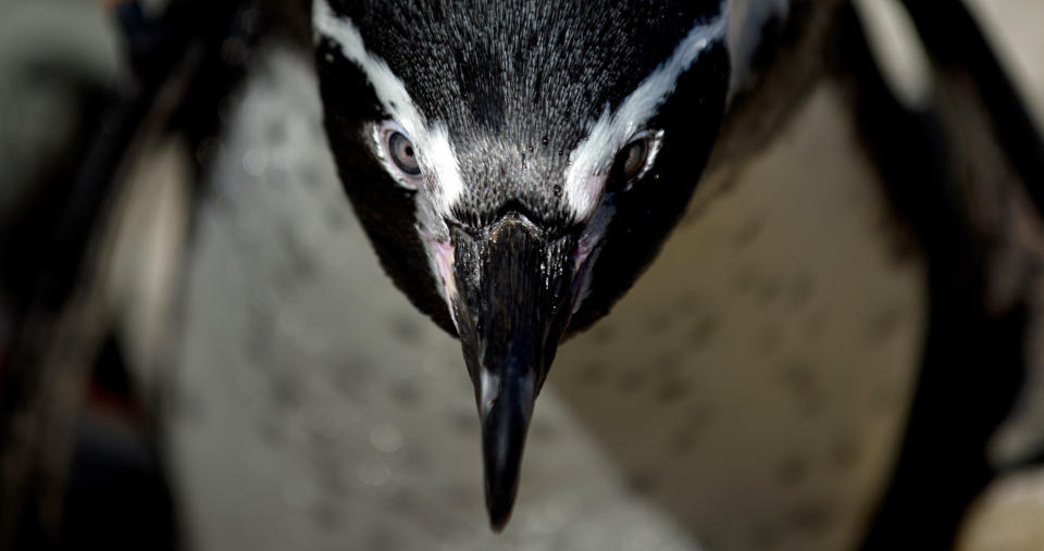 A Humboldt penguin is seen at Santiago's zoo on April 3, 2013. The El Nino phenomenon and the action of fishermen, whose nets tangle up hundreds of penguins each year, threaten the species in the area of Pajaros Ninos island.(MARTIN BERNETTI/AFP/Getty Images)