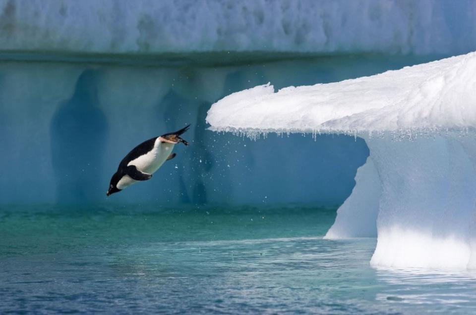 This penguin fishing trip is all the drama we need right now. (Photo: DisneyNature)