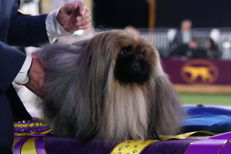 The 145th Westminster Kennel Club Dog Show at Lyndhurst Mansion in Tarrytown, New York