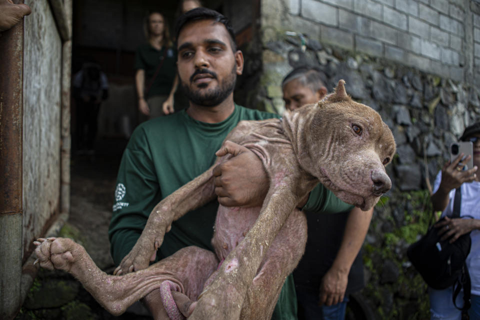 A member of anti-animal cruelty group Humane Society International, (HSI) carries a dog from a slaughter house in Tomohon, North Sulawesi, Indonesia, Friday, July 21, 2023. Authorities on Friday announced the end of the "brutally cruel" dog and cat meat slaughter at a notorious animal market on the Indonesian island of Sulawesi following a years-long campaign by local activists and world celebrities. (AP Photo/Mohammad Taufan)