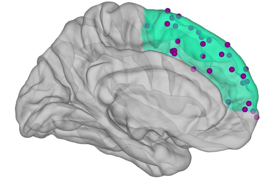 In a graphical representation of the human brain, the medial prefrontal cortex is highlighted in green, showing the places where brain activity was measured. <cite>Caspar M. Schwiedrzik</cite>