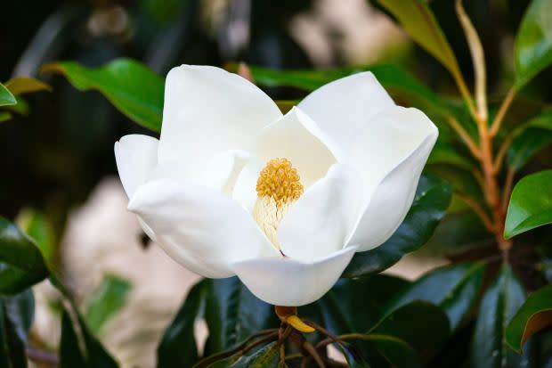 Magnolia, the Louisiana state flower<p><a href="https://unsplash.com/photos/BYUxyQ7HQi8" rel="nofollow noopener" target="_blank" data-ylk="slk:Drew Beamer via UnSplash;elm:context_link;itc:0;sec:content-canvas" class="link ">Drew Beamer via UnSplash</a></p>