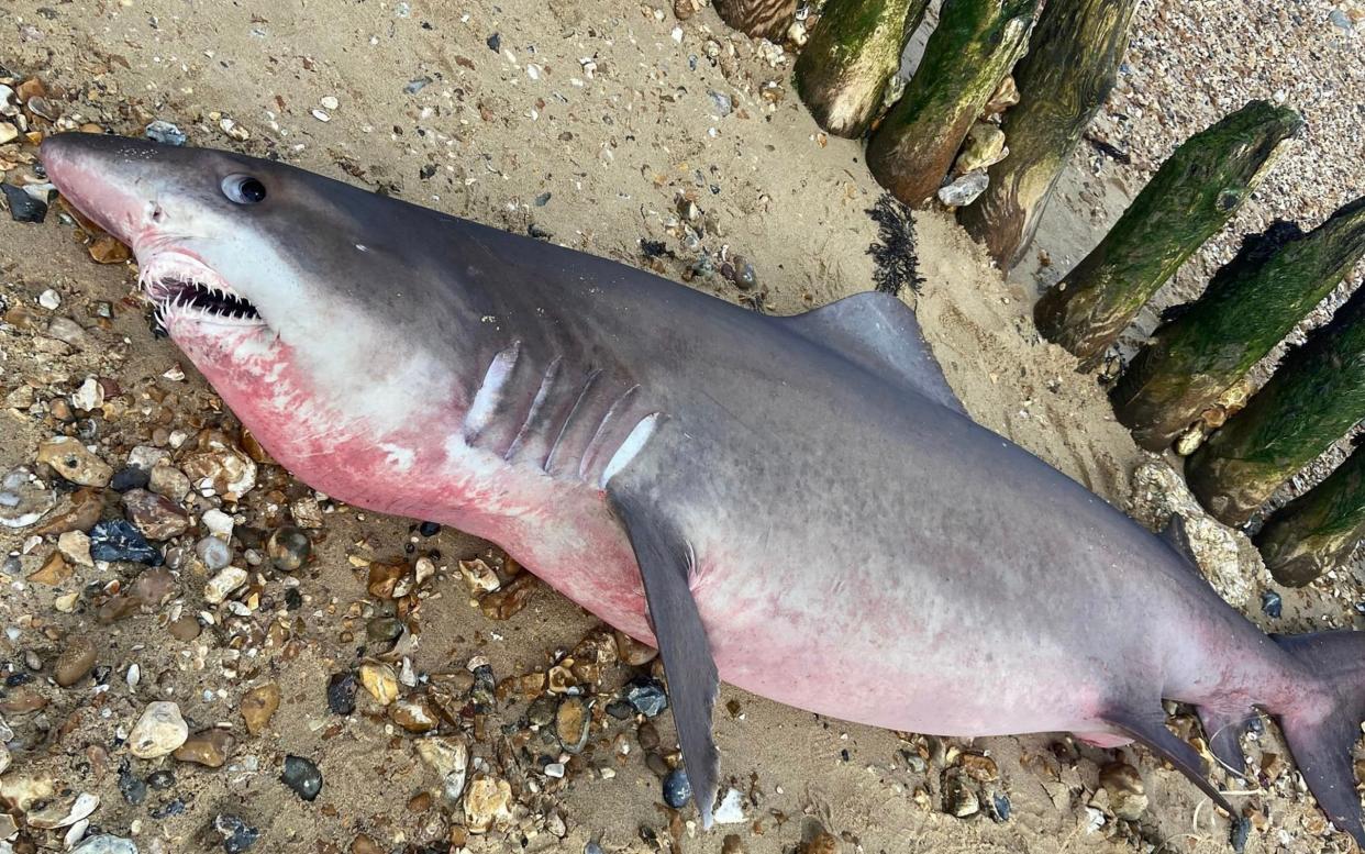 The 6ft-long smalltooth sand tiger shark washed up on Lepe Beach - Solent News & Photo Agency