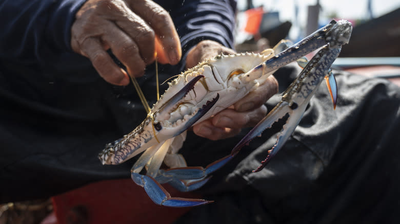 A blue swimming crab