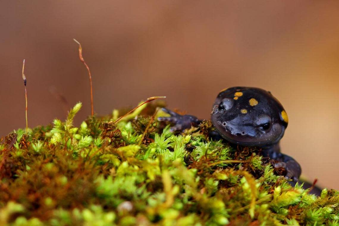 Brian Fox won first place in the Wildlife category for his photograph of a spotted salamander.