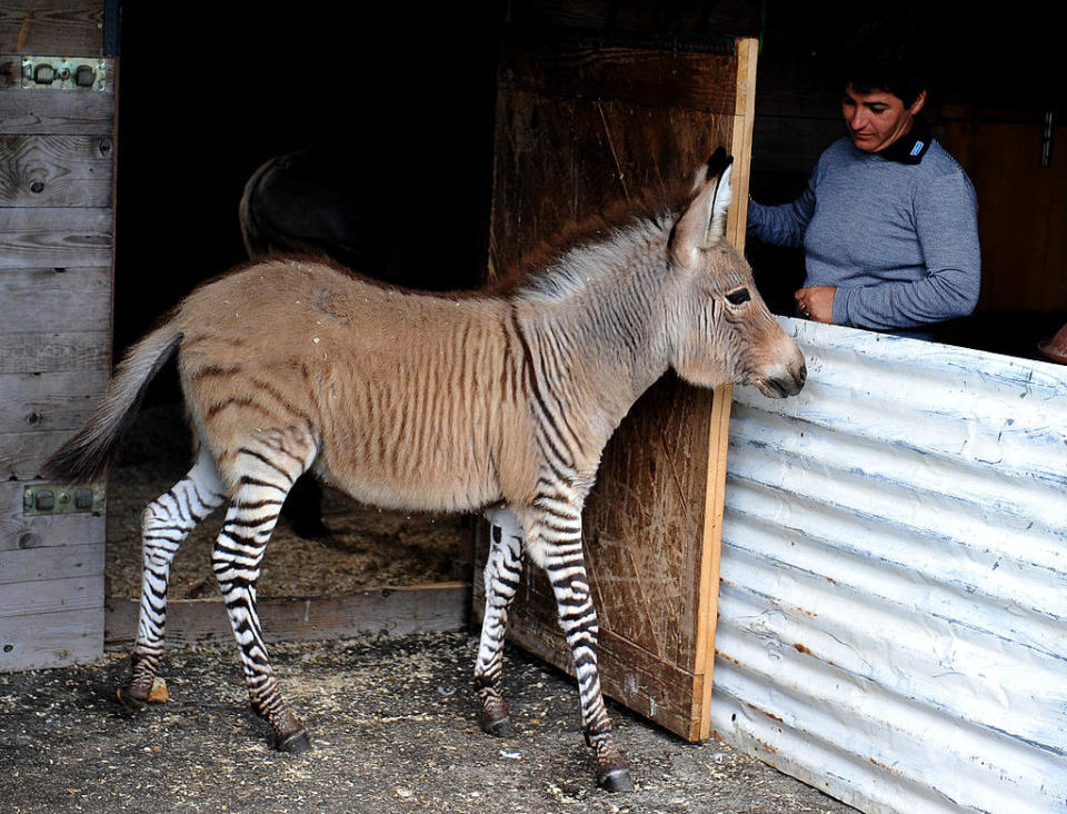 A zonkey