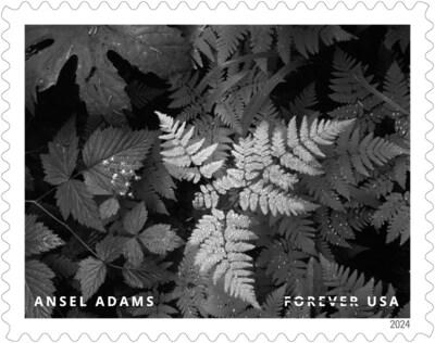 El Servicio Postal de EE. UU. revela estampillas adicionales para 2024 - Estampilla de Ansel Adams - Crédito de la imagen: Servicio Postal de EE. UU.