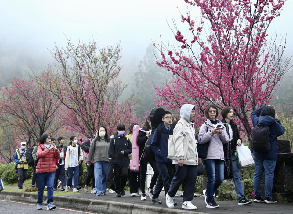 今天到明天除夕，新竹以北及金門局部地區持續10度以下，連江縣局部地區有持續6度的機率。圖為許多民眾7日去陽明山賞櫻。（羅永銘攝）