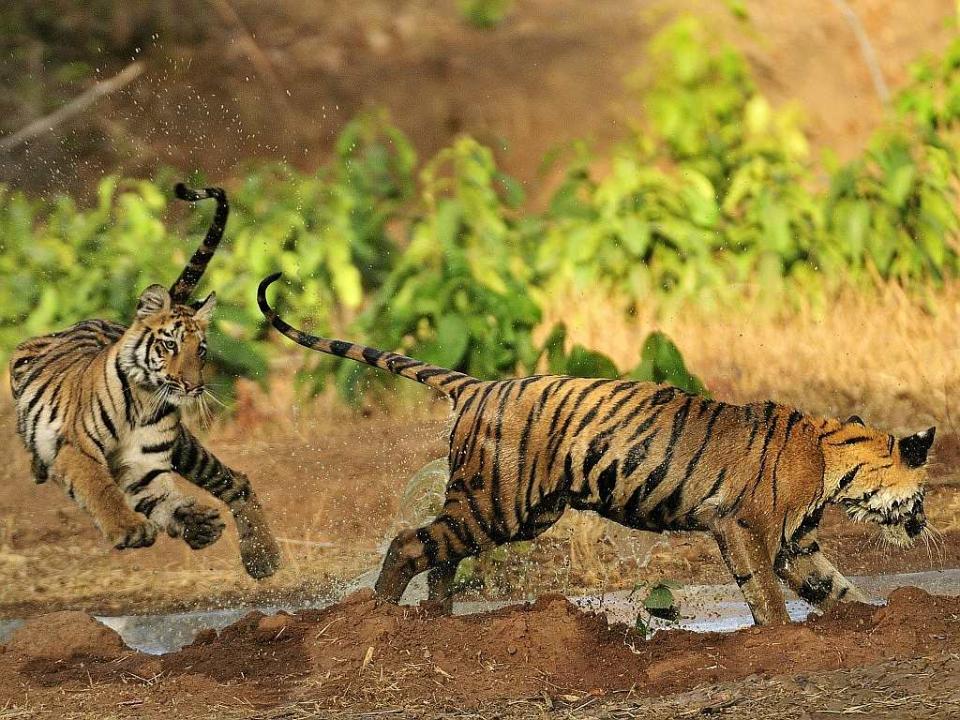 Tigers in the Tadoba forests. Six coal mines are already operational on the borders of these forests while several more have been allocated.