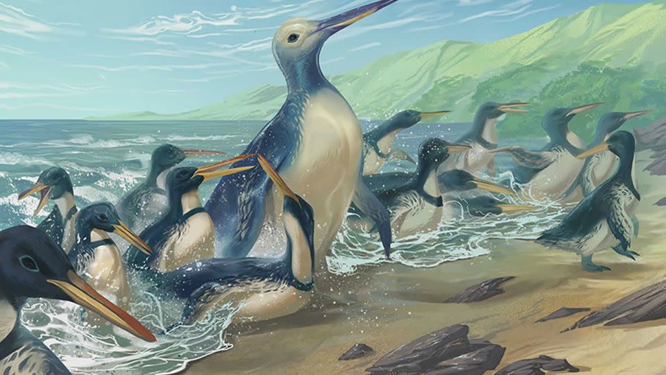 An illustration shows the giant penguin Kumimanu fordycei, which lived about 60 million years ago. - Simone Giovanardi/Natural History Museum