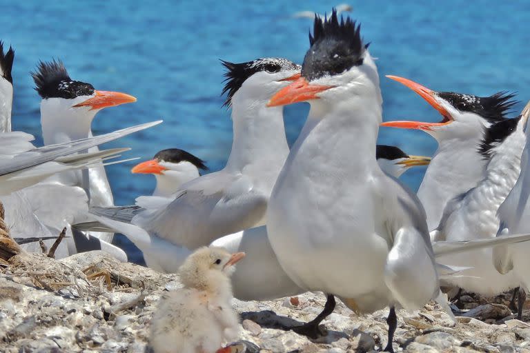 Gaviotines, una de las especies que se protegen en Islote Lobos