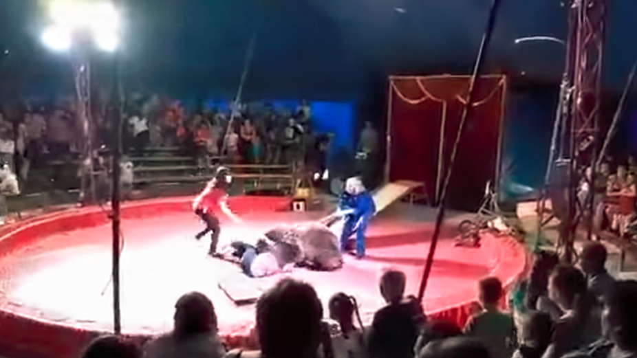 El oso atacó a un miembro del staff en pleno show. Foto: YouTube.com