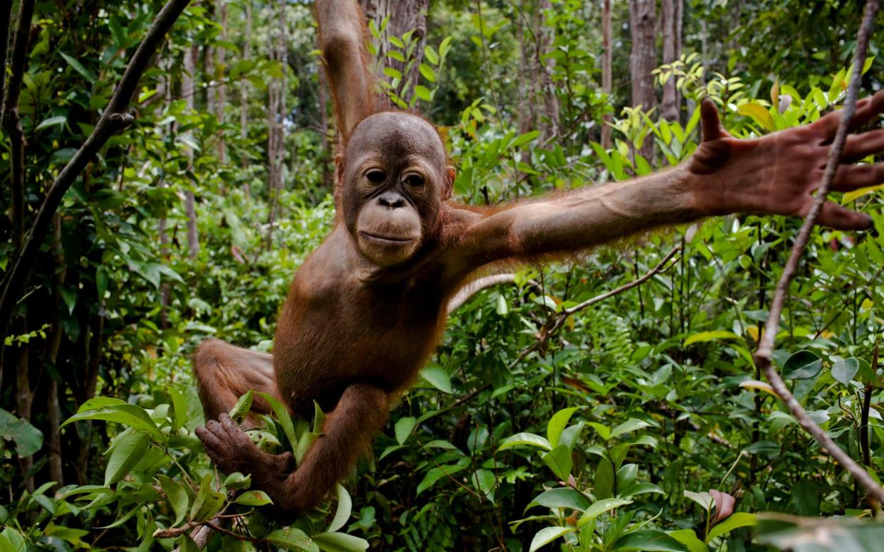 A baby orangutan at an orangutan foundation in Borneo, where the expansion of plantations is destroying their habitat - Greenpeace SOUTHEAST ASIA - IDN,