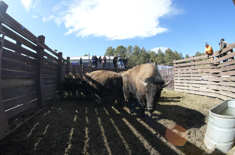 Some of the 35 Denver Mountain Park bison wait in a corral as they wait to be transferred to representatives of four Native American tribes and one memorial council as they reintroduce the animals to tribal lands, Wednesday, March 15, 2023, near Golden, Colo. (AP Photo/David Zalubowski)