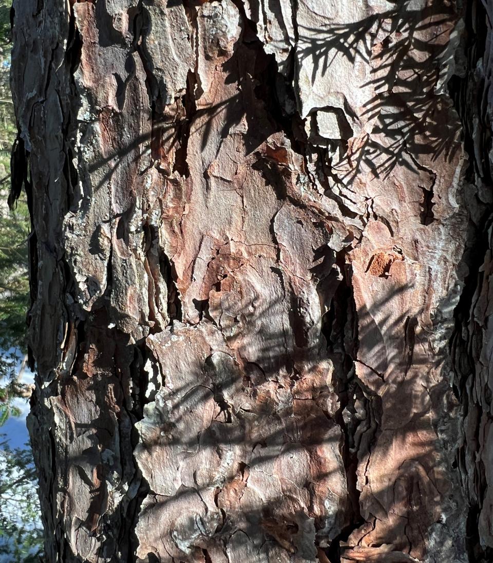 The reddish bark of a red pine shows its distinctive jigsaw puzzle pattern up close.