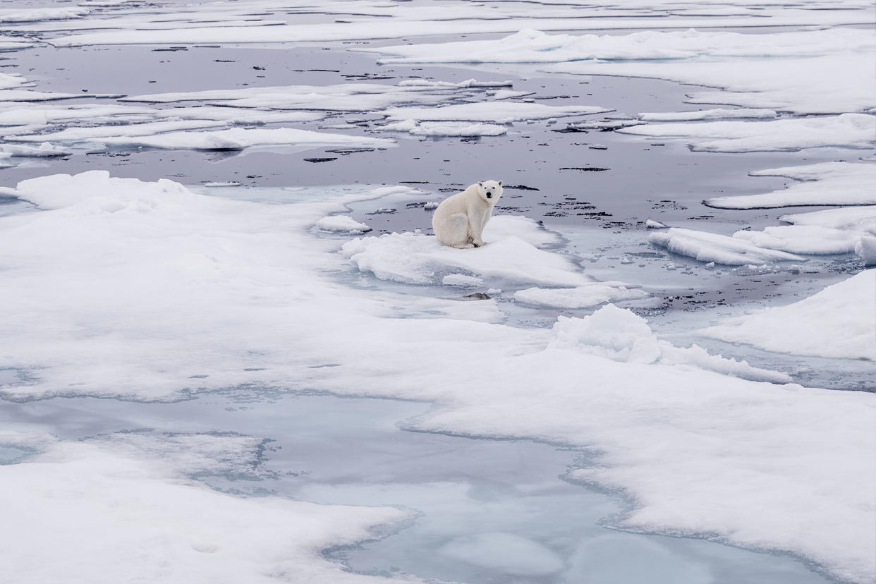 Polar Bear On Melting Glaciers Sebnem Coskun/Anadolu Agency via Getty Images