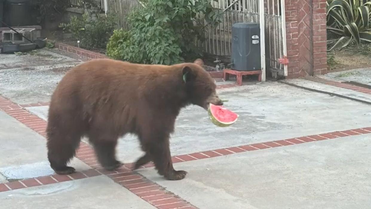 A hungry bear in La Cañada Flintridge, California helped itself to a watermelon in a family's garage, opening their refrigerator.