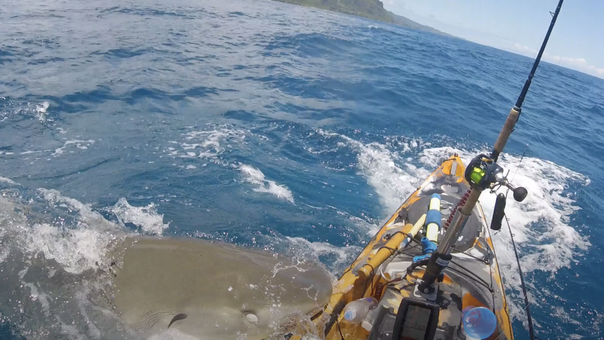  Tiger shark attacks kayak in Hawaii . 