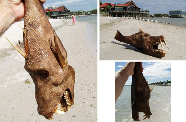 <b>Freaky Fish</b><br><br>Da kann einem das Baden im Meer schon mal vergehen, oder? Dieser Schrecken einflößende Fisch wurde an einem Inselstrand in Florida gefunden. Es existieren mehrere Fotos aus verschiedenen Perspektiven. Die Wahrheit ist: Es handelt sich dabei um ein Kunstobjekt von Juan Cabana aus Florida. (Bilder: urbanlegends.about.com)