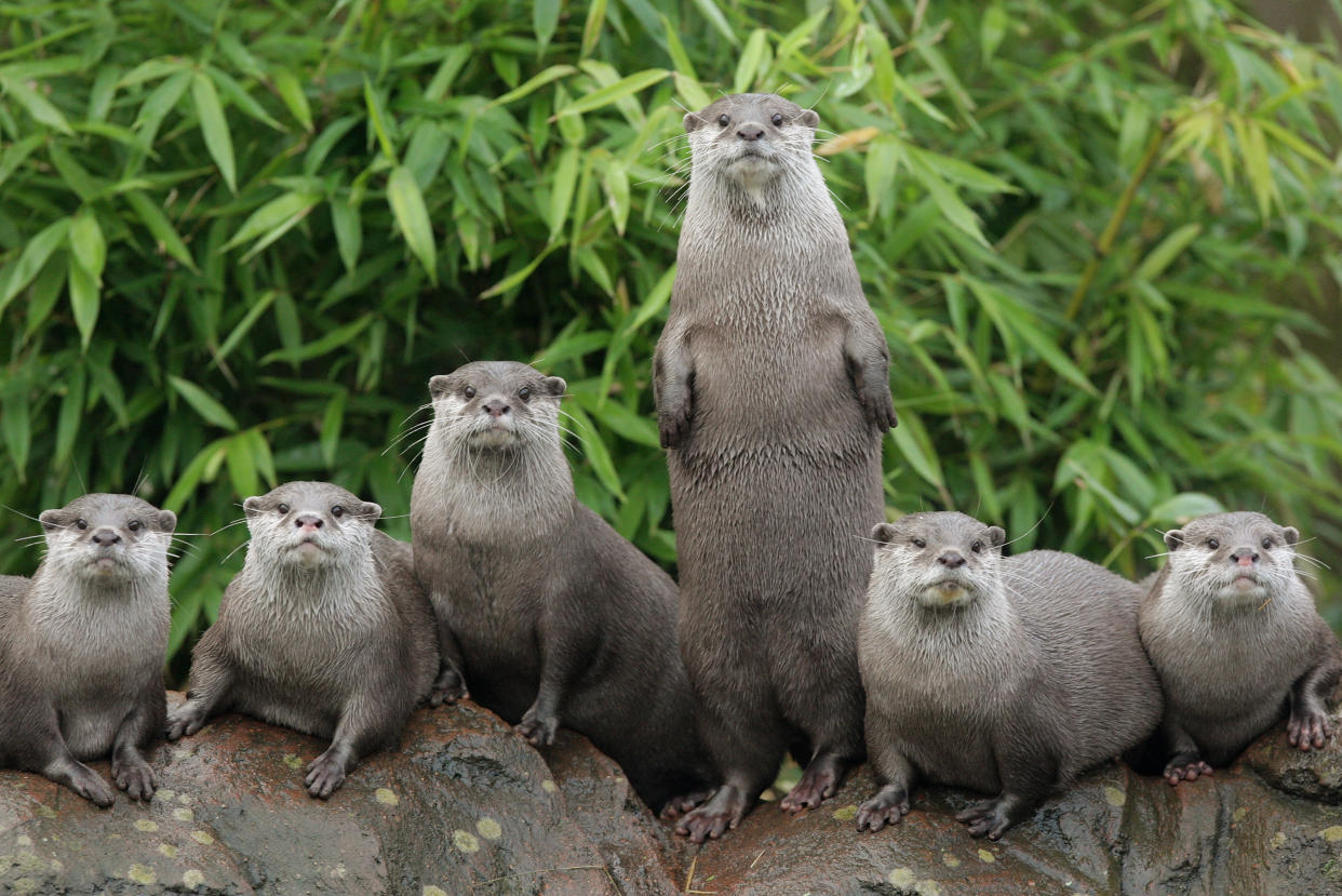 Die lokale Otterfamilie Singapurs ist unter dem Namen “Bishan 10” bekannt. Seit ihrer ersten Entdeckung im Jahr 2014 wurden sie zunehmend zu einer beliebten Attraktion. (Bild: Oli Scarff/Getty Images)