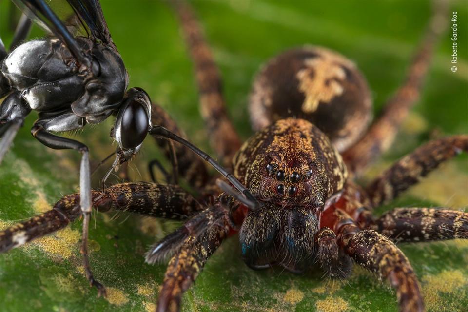 Wasp attack (Roberto García-Roa/Wildlife Photographer of the Year)