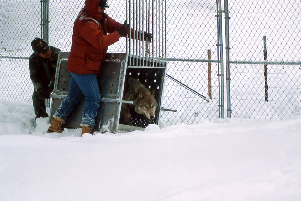 In this Jan. 27, 1996, photo provided by the National Park Service, Mike Phillips and John Cook releasing No. 38 in the Rose Creek pen in Yellowstone National Park, Wyo. Wolves have repopulated the mountains and forests of the American West with remarkable speed since their reintroduction 25 years ago, expanding to more than 300 packs in six states. (National Park Service via AP)