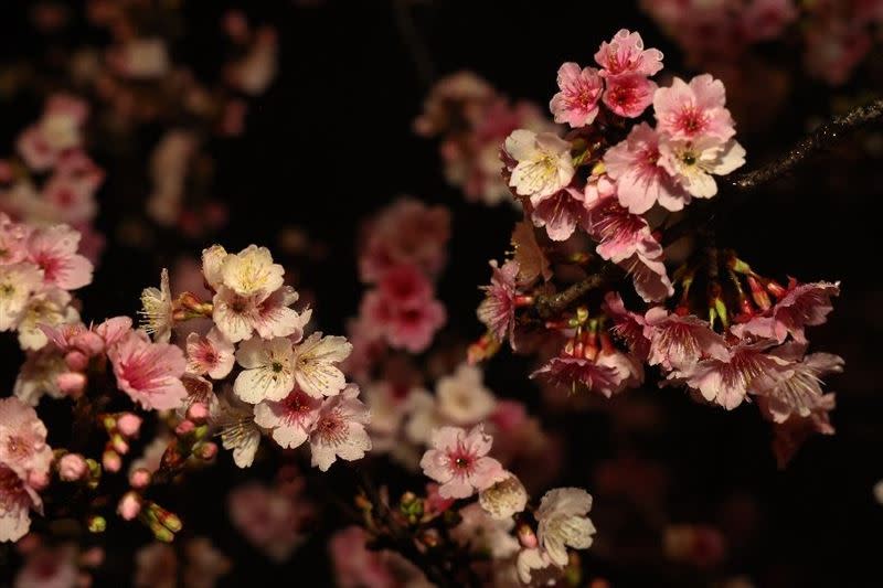 樂活夜櫻季打破日間賞櫻的刻板印象，讓民眾下班也能欣賞櫻花美景。（圖／北市工務局提供）