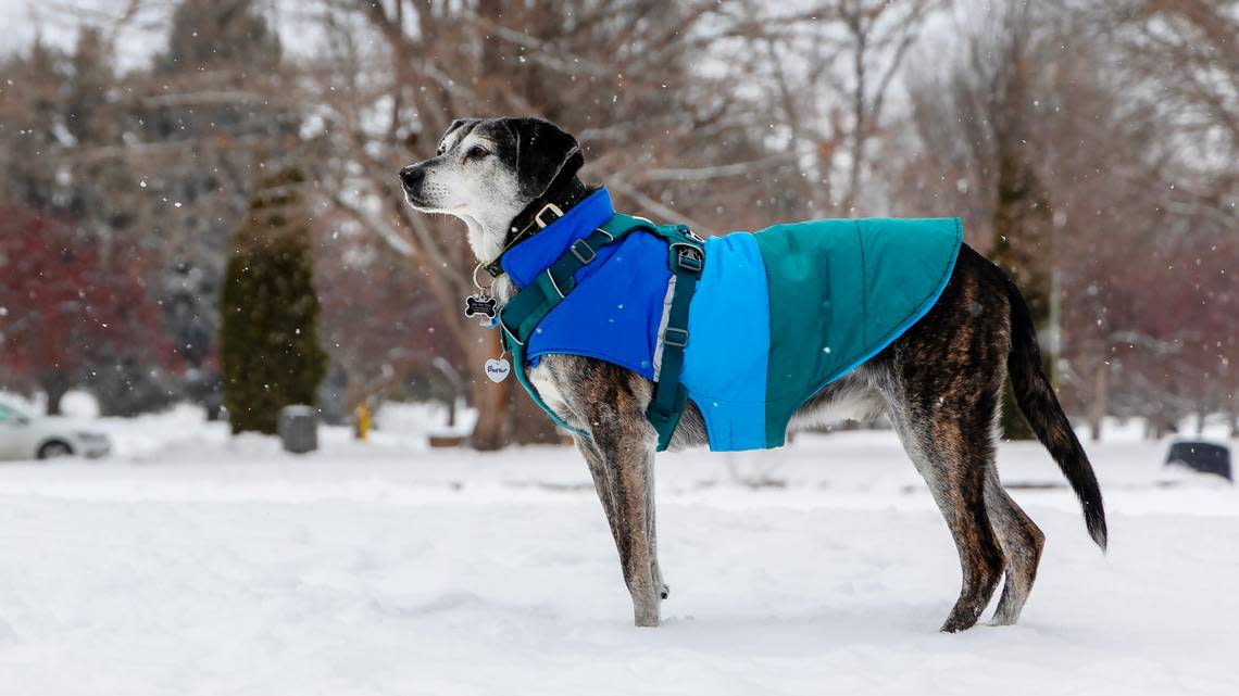 Butter, a 15-year-old dog owned by Chris Grant of Boise wears a coat in the snow at Together Treasure Valley Dog Island, Friday, Jan. 12, 2024.