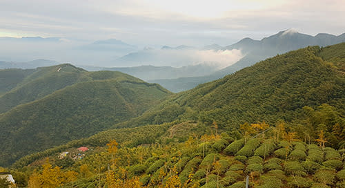 大崙山茶園