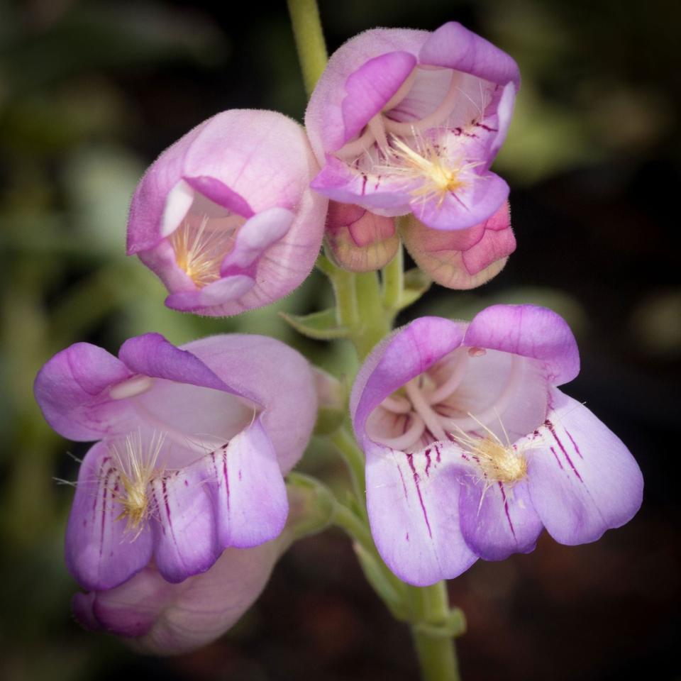 <p><a href="https://go.redirectingat.com?id=74968X1596630&url=https%3A%2F%2Fwww.edenbrothers.com%2Fproducts%2Fpalmer_penstemon_seeds&sref=https%3A%2F%2Fwww.countryliving.com%2Fgardening%2Fgarden-ideas%2Fadvice%2Fg1143%2Fbest-perennials-for-any-yard%2F" rel="nofollow noopener" target="_blank" data-ylk="slk:Shop Now;elm:context_link;itc:0;sec:content-canvas" class="link ">Shop Now</a></p><p>Penstemon</p><p>$5.49</p>