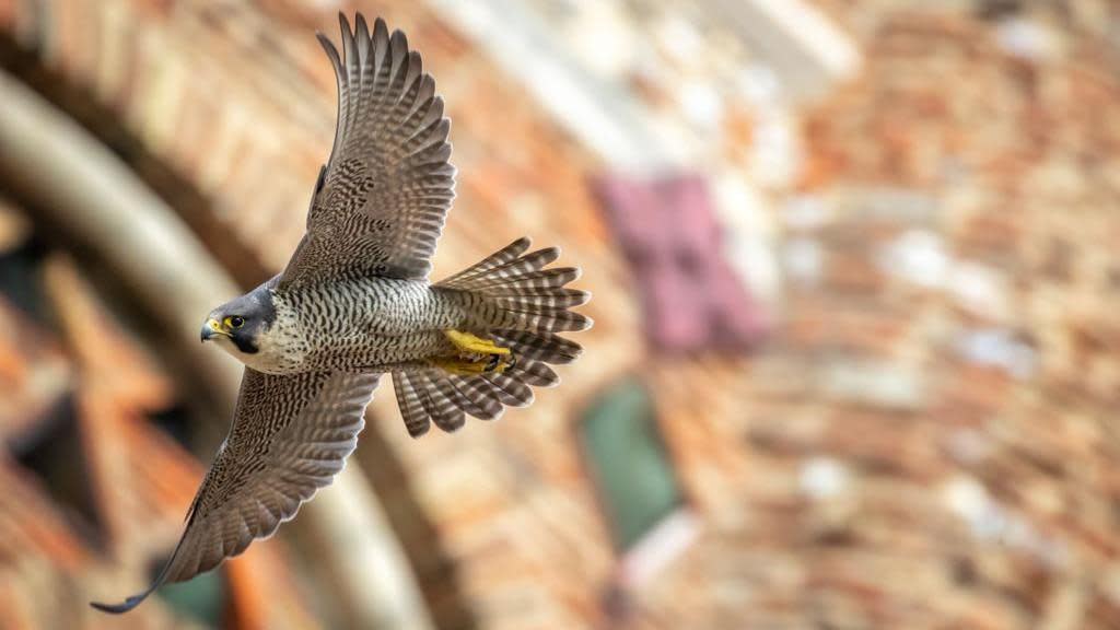 Falcon in flight near St Albans Cathedral