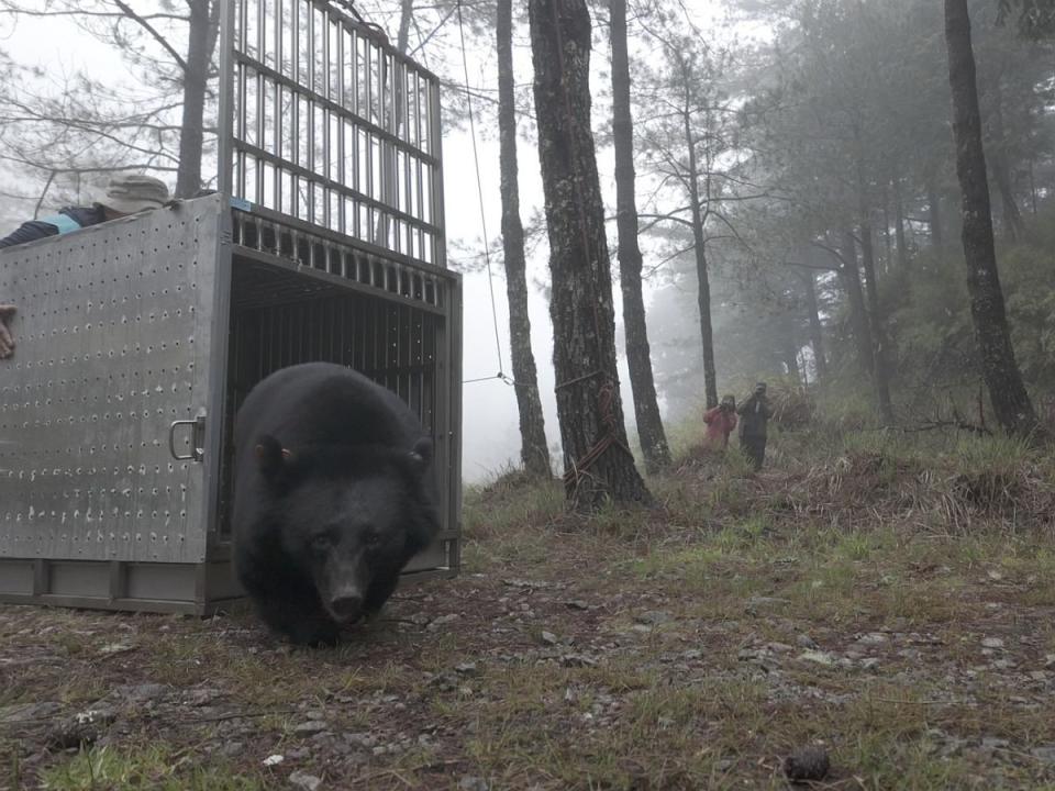 Lisayung傷口已全部癒合，且經獸醫師專業評估，其攀爬、行走情形良好，對人保持高度警戒，符合各項野放標準。（圖：臺中分署提供）