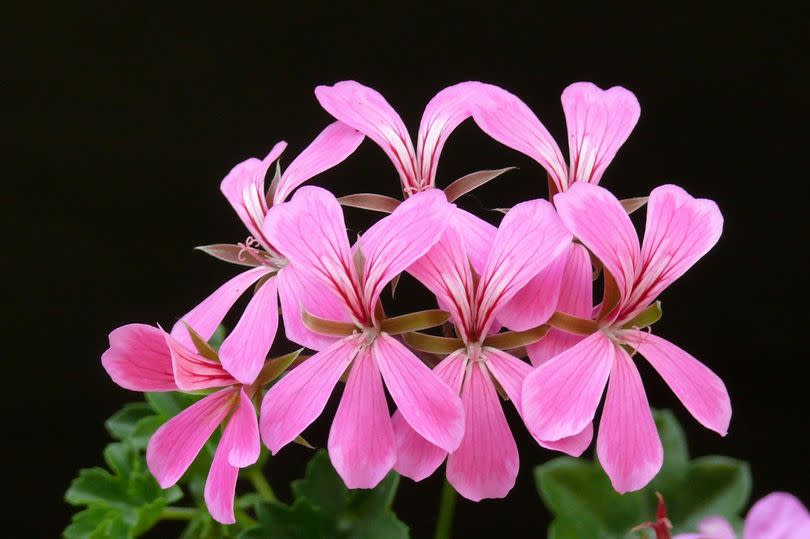 Geranium close up