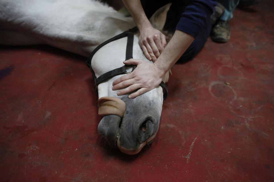 Un caballo de carreras en el hospital