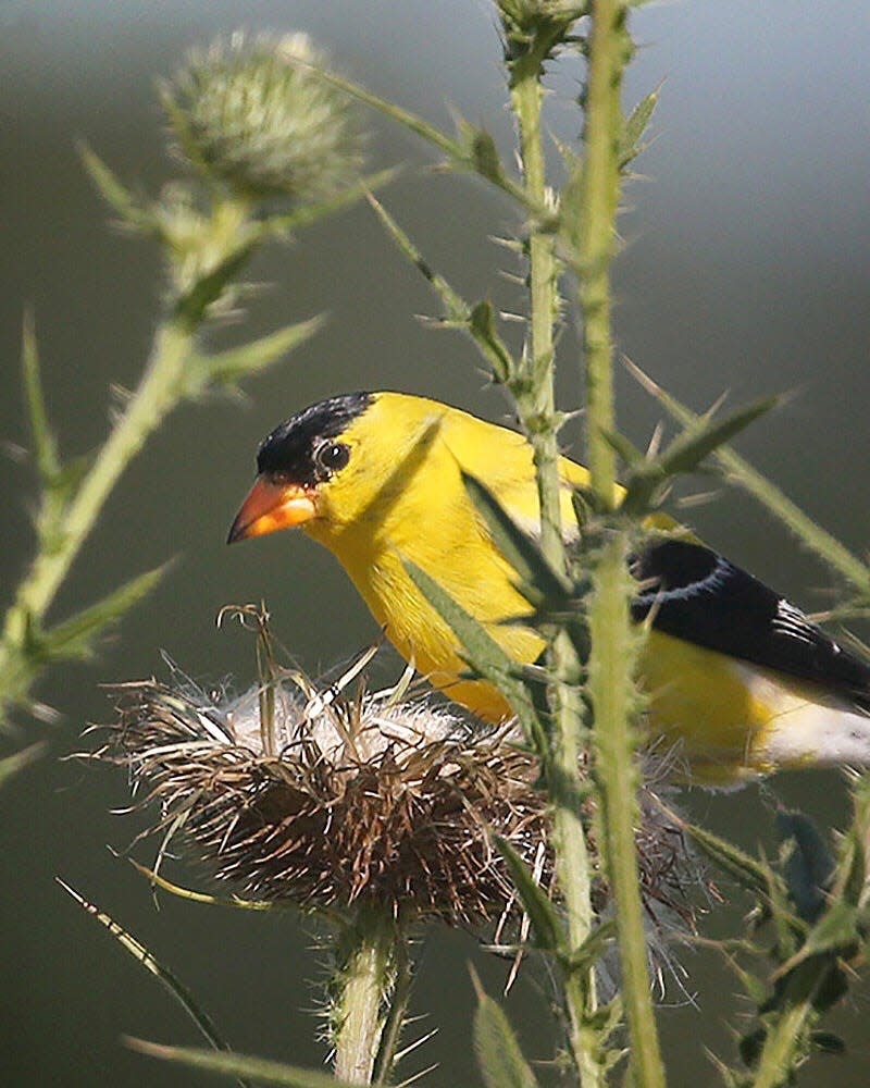 American Goldfinch feeds in thistles at Montezuma National Wildlife Refuge near Seneca Falls, NY Saturday, July 29, 2017.