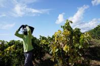 A wine industry worker wearing a face mask collects grapes amid the coronavirus disease (COVID-19) outbreak in Samaniego