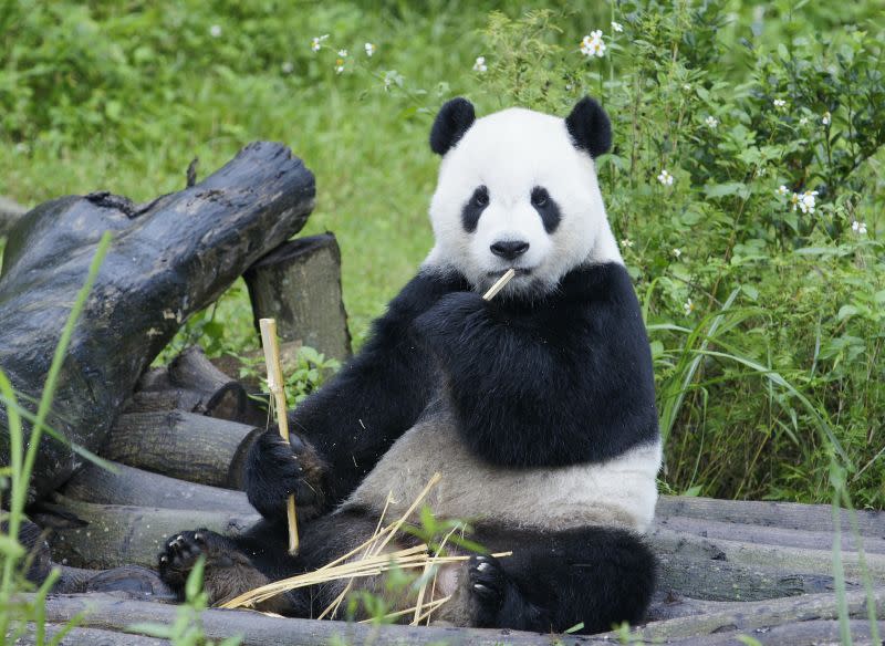 ▲台北市立動物園大貓熊「團團」近日病況加劇，園方證實在今（19）日下午1時48分離世，得年18歲。（圖/台北市立動物園提供）