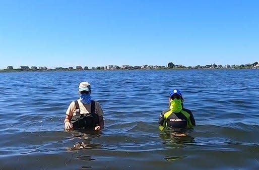 Researchers Olivia Chatowski  and Alex Geisser, standing in Potter Pond, are dressed to protect against stings from clinging jelly fish.