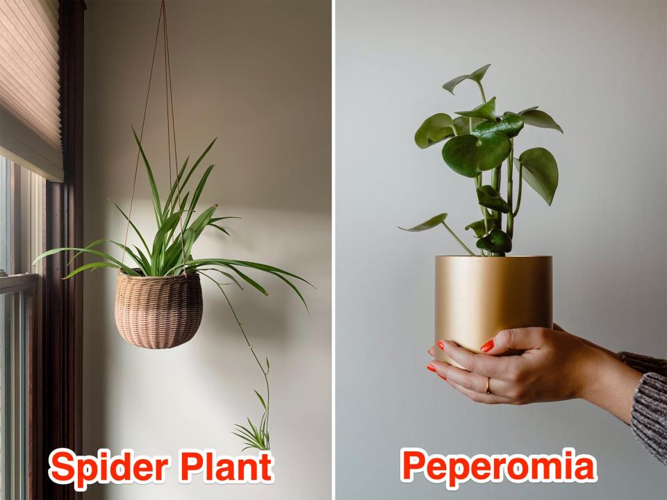 Left: A labeled close-up of a Spider Plant Right: A labeleed close-up of a Peperomia