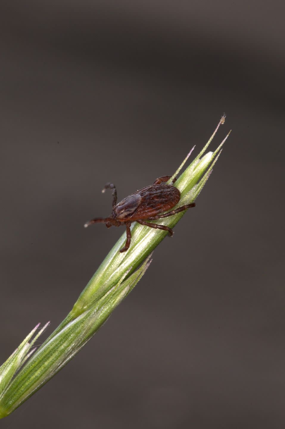 Close-up of female Wood Tick or American Dog Tick clinging to grass head waiting with outstretched legs for host to brush by., Dermacentor variabilis,  Near Thunder Bay, ON, Canada.