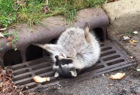 Oh, no! (Photo: City of Zion Illinois Police Department)