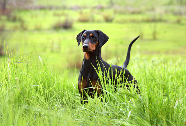 Tan-and-black German Pinscher or Doberman dog with uncropped tail and ears standing in green grass