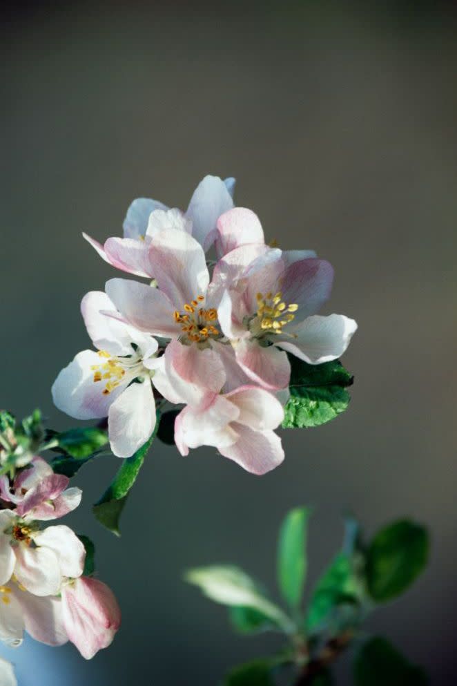 28) Apple Tree Flowers